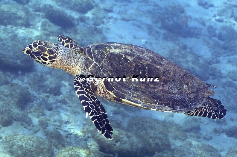 Eretmochelys_imbricata__Hawksbill_Sea_Turtle__Echte_Karettschildkr__te___2.jpg