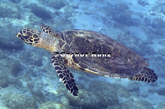 Eretmochelys imbricata  Hawksbill Sea Turtle  Echte Karettschildkr  te   2