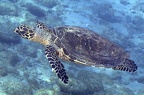 Eretmochelys imbricata  Hawksbill Sea Turtle  Echte Karettschildkr  te   2