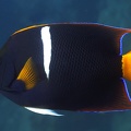 Holacanthus passer  King Angelfish 4 2