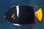 Holacanthus passer  King Angelfish 4 2