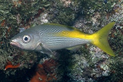 Lutjanus inermis  Golden Snapper  3 2