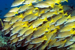 Lutjanus viridis  Blue and Gold Snapper 4 2