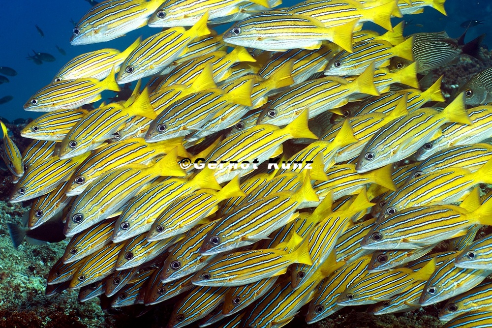 Lutjanus viridis  Blue and Gold Snapper 4 2