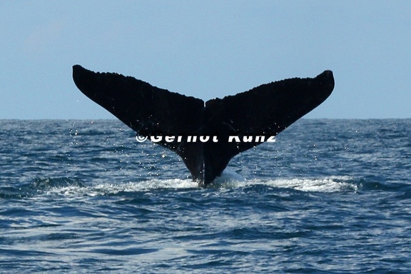 Megaptera novaeangliae  Humpback whale  Buckelwal  2 2