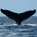 Megaptera novaeangliae  Humpback whale  Buckelwal  2 2
