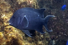 Microspathodon dorsalis  Giant Damselfish  7 2