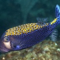 Ostracion meleagris  Pacific Boxfish 5 2