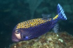 Ostracion meleagris  Pacific Boxfish 5 2