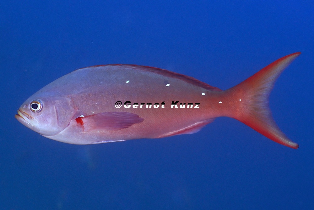 Paranthias colonus  Pacific Creolefish 1 2
