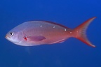Paranthias colonus  Pacific Creolefish 1 2