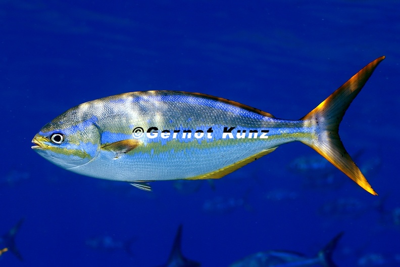 Sectator_ocyurus__Blue_striped_chub_1_2.jpg