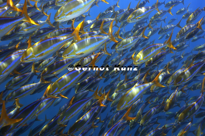 Sectator_ocyurus__Blue_striped_chub_8_2.jpg