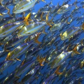 Sectator ocyurus  Blue striped chub 8 2