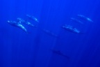 Stenella attenuata  Pantropical spotted dolphin  Schlankdelfin  Delfin manchado 1 1