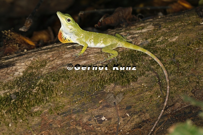Anolis_biporcatus__Green_tree_anole_M1_2.jpg