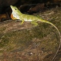 Anolis biporcatus  Green tree anole M1 2