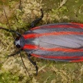 Arctiidae 1 2