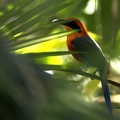 Baryphthengus martii  Rufous Motmot  Rotkopfmotmot  5 1