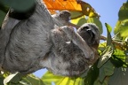 Bradypus variegatus  Brown-Throated Sloth  Braunkehlfaultier 1 2
