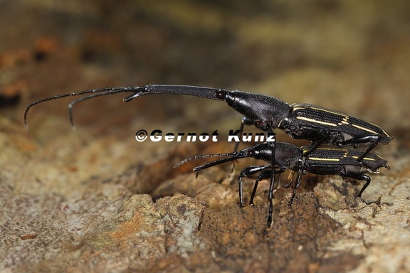 Brentidae  Straight-snouted Weevils 1 2