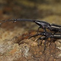 Brentidae  Straight-snouted Weevils 1 2