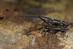 Brentidae  Straight-snouted Weevils 1 2