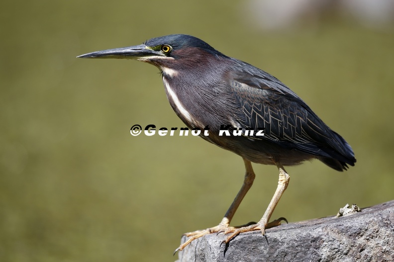 Butorides striatus virescens Green-backed Heron Mangrovenreiher 3 1 - Butorides_striatus_virescens___Green-backed_Heron__Mangrovenreiher_3_1.jpg Butorides_striatus_virescens___Green-backed_Heron__Mangrovenreiher_3_1.jpg