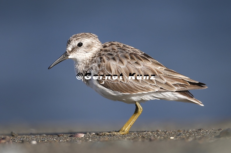 Calidris minutilla Least Sandpiper Wiesenstrandl ufer 4 2 - Calidris_minutilla__Least_Sandpiper__Wiesenstrandl__ufer_4_2.jpg Calidris_minutilla__Least_Sandpiper__Wiesenstrandl__ufer_4_2.jpg