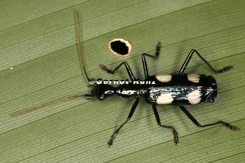 Calophaena laevigata Odacanthini 1 2 - Calophaena_laevigata__Odacanthini_1_2.jpg Calophaena_laevigata__Odacanthini_1_2.jpg