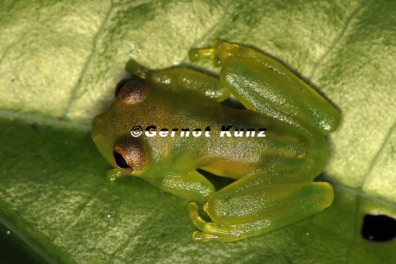 Centrolenidae__Glassfrog_7_2.jpg