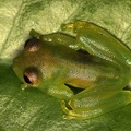 Centrolenidae  Glassfrog 7 2