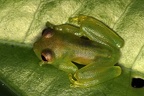 Centrolenidae  Glassfrog 7 2