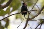 Chiroxiphia linearis  Long-tailed Manakin  Langschwanzpipra 1 2