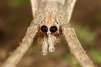 Deinopis longipes 6 2