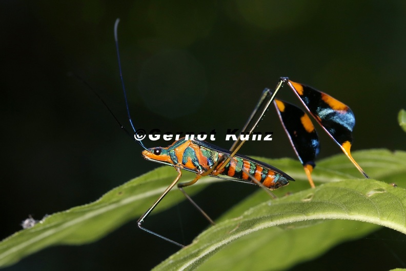 Diactor_bogotanus_6_2.jpg