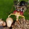 Diptera 3 2