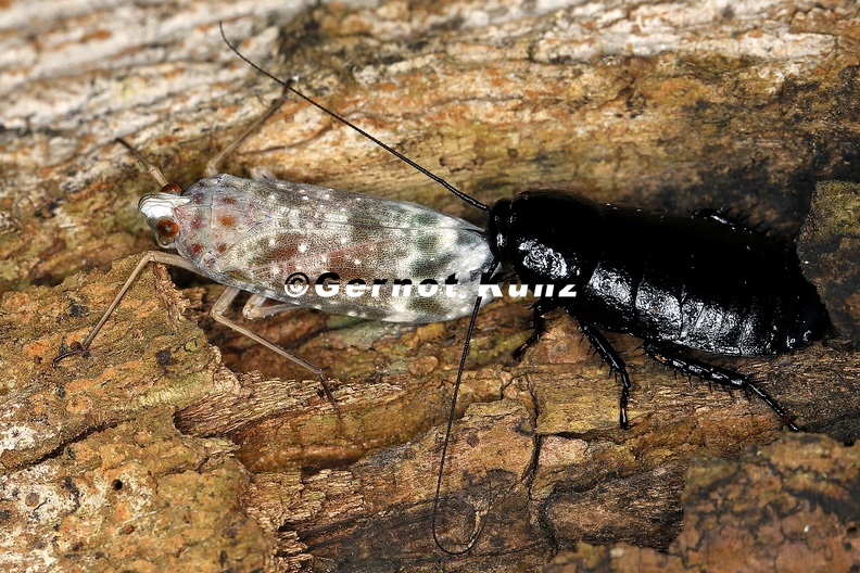 Enchophora_sp__6_2.jpg