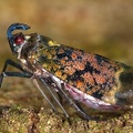 Enchophora sp  8 2