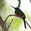 Galbula ruficauda  Rufous-tailed Jacamar  Rotschwanz-Glanzvogel 7 1