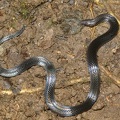 Geophis sp   Earthsnake 1 2