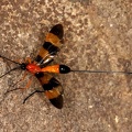 Ichneumonidae 8 2
