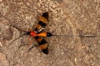 Ichneumonidae 8 2