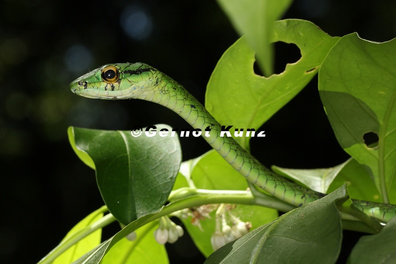 Leptophis_depressirostris_1_2.jpg