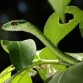 Leptophis depressirostris 1 2