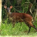 Mazama americana  Red Brocket Deer  Rotmazama 1 2