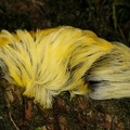 Megalopygidae  Flannel Moths 3 2
