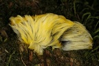 Megalopygidae  Flannel Moths 3 2