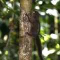 Microsciurus alfari  Alfaro  s Pygmy Squirrel   Central American Dwarf Squirrel 5 1