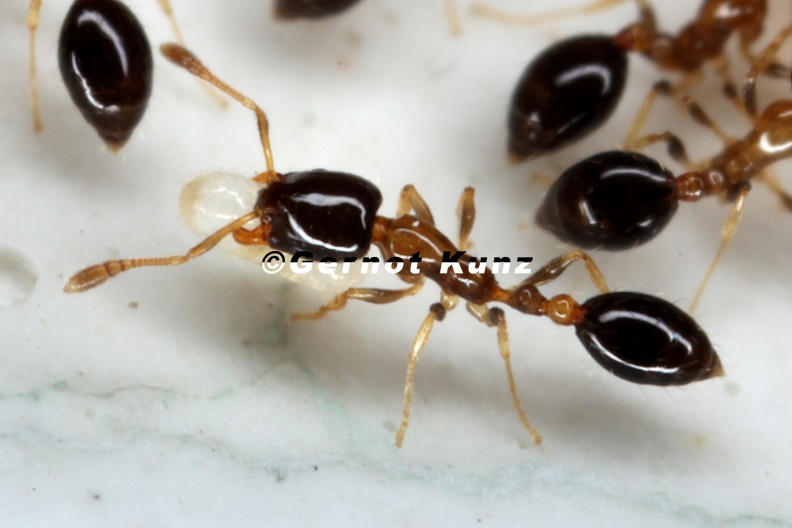 Myrmicinae_4_2.jpg